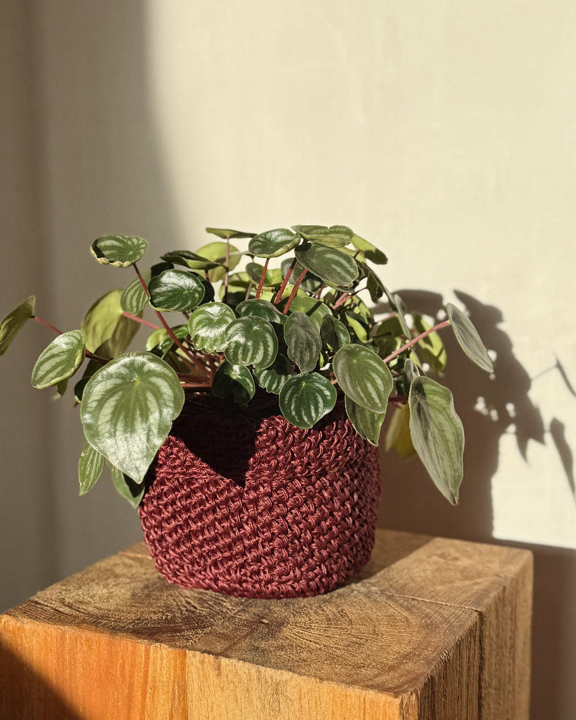 FIQUE MINI BASKET WINE