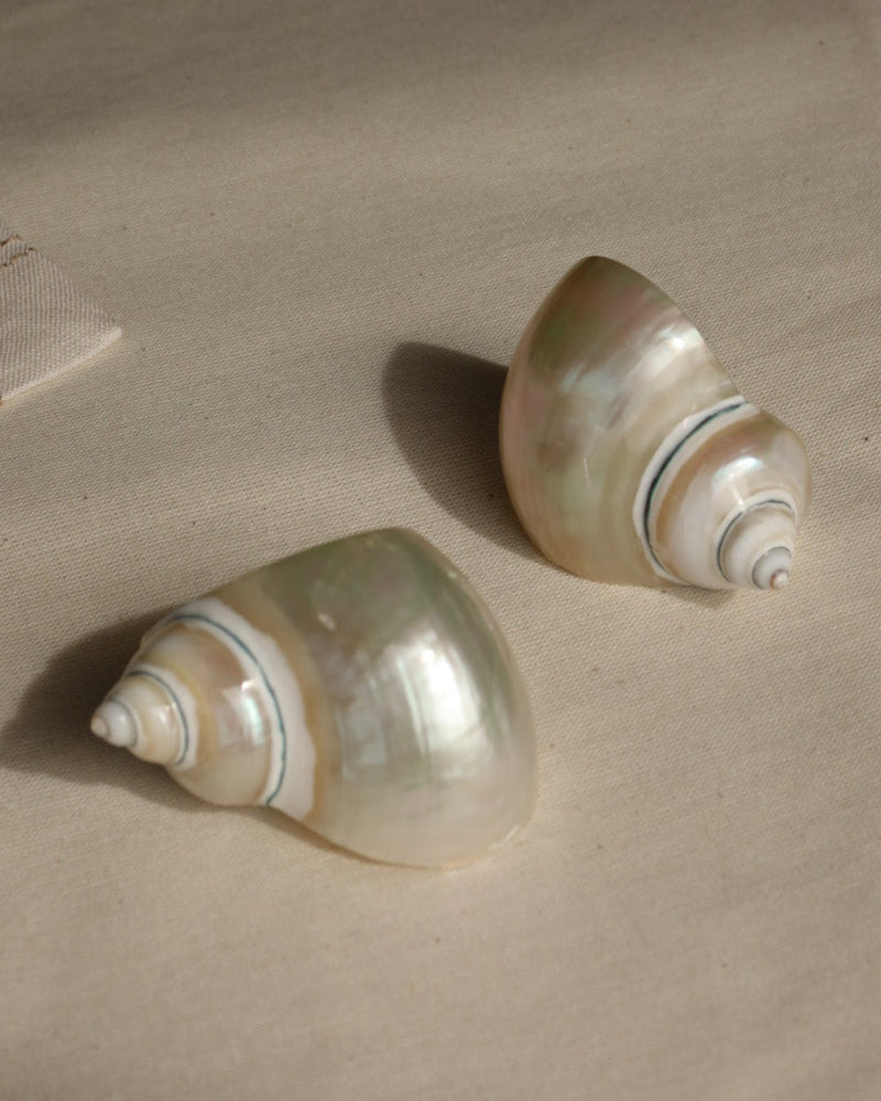 SET X2 - SHELL NAPKIN RING