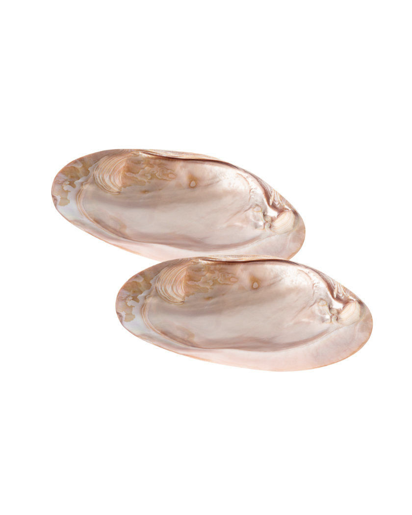 SET X2 - MOTHER OF SHELL PLATE